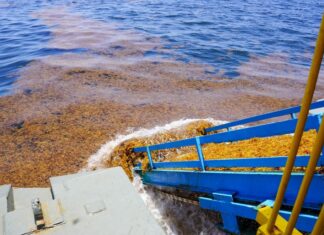 sargassum