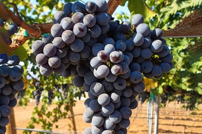 Sangiovese grapes