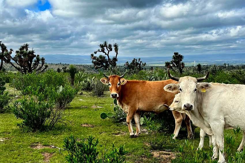 Cattle in Aguascalientes