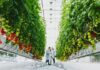 Greenhouse agriculture