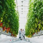Greenhouse agriculture