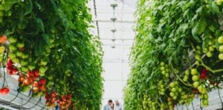 Greenhouse agriculture
