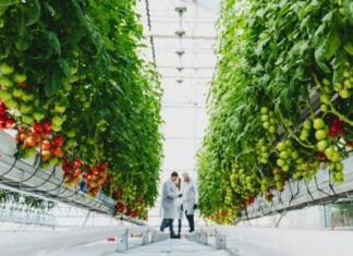 A greenhouse empire: Inside Mexico’s booming protected agriculture industry Greenhouse agriculture