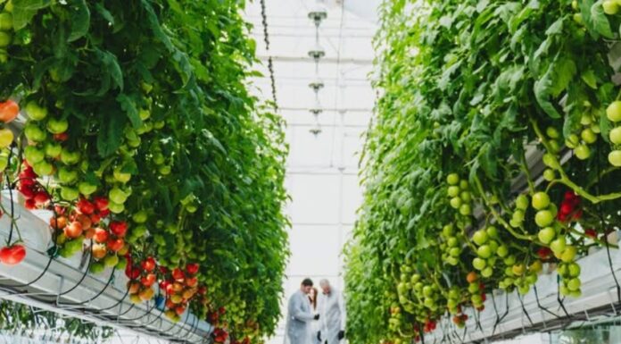 Greenhouse agriculture