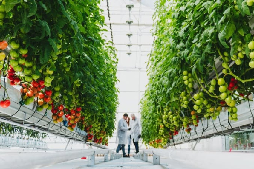 A greenhouse empire: Inside Mexico’s booming protected agriculture industry