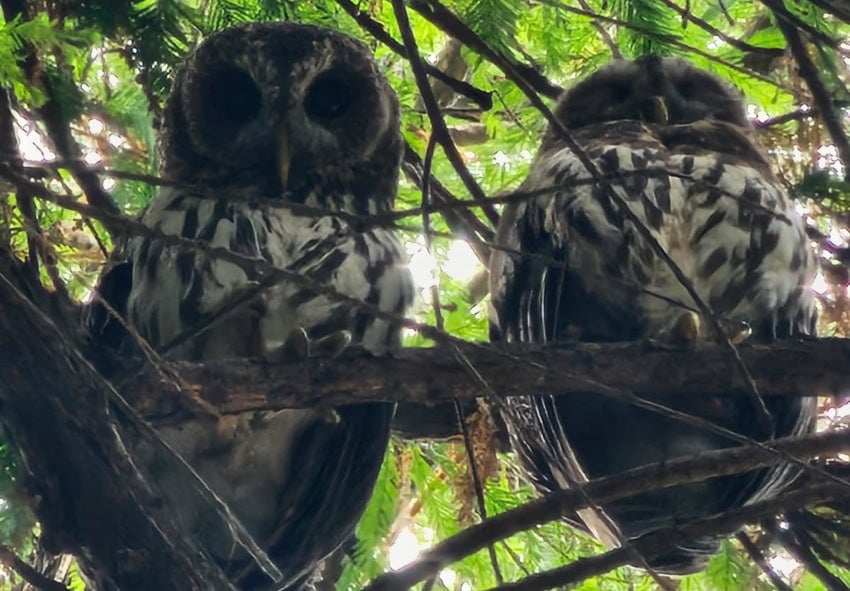 Parque Estatal Urbano Barranca de Chapultepec