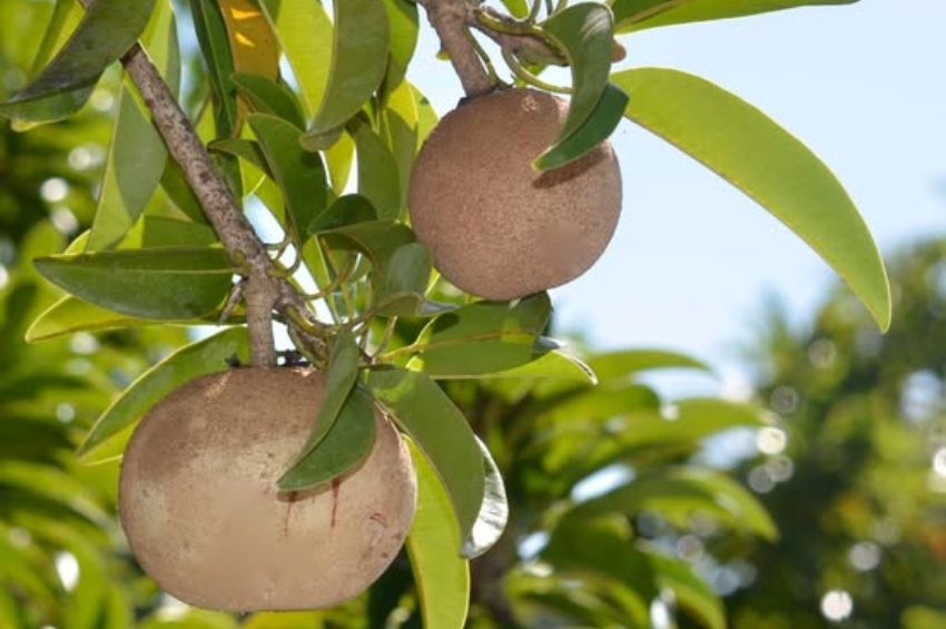 Sapodilla