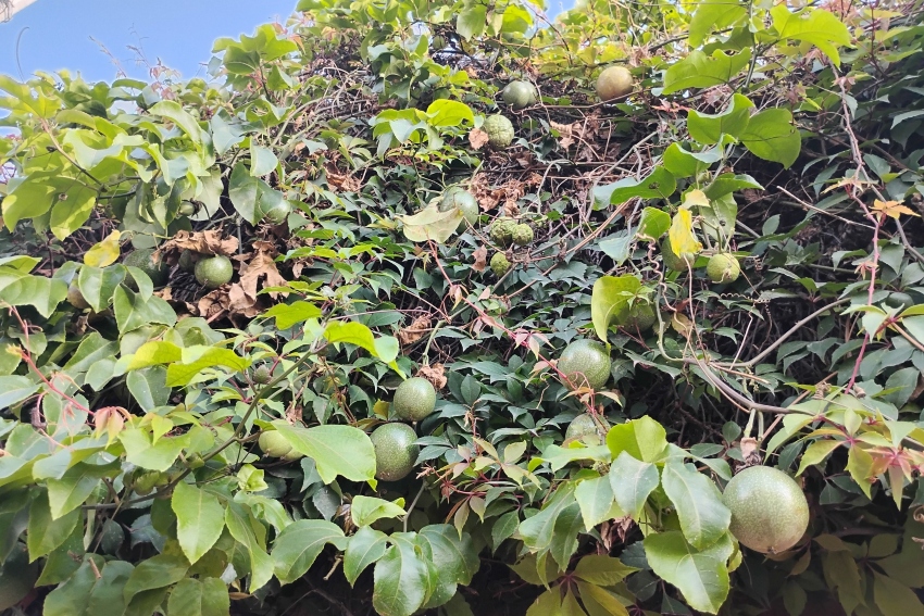Passion fruit in Mexico