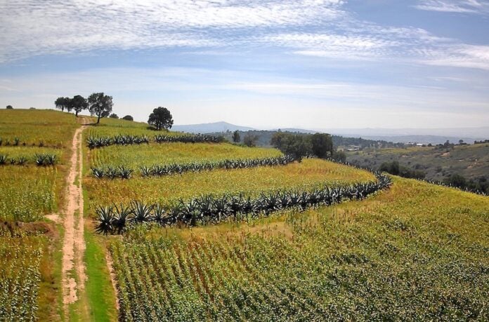 54511642431_2552404e64_k Metepantle