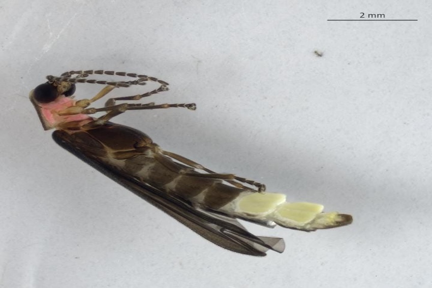 new firefly species in Mexico City