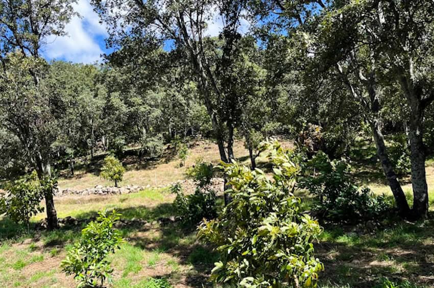 Profepa cracks down on illegal logging in Michoacán butterfly reserve – Mexico News Daily