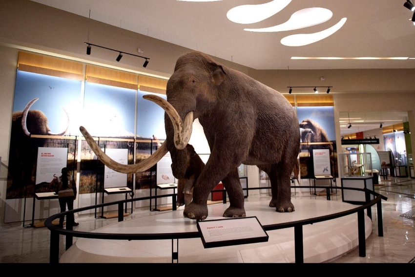 Recreation of a Columbian mammoth specimen