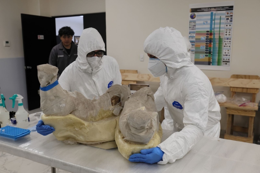 Mexican scientists with mammoth fossils