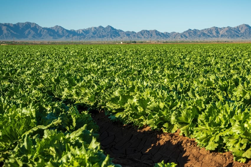 Crops being grown in the U.S.