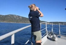 Marine scientist surveying vaquitas