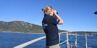 Marine scientist surveying vaquitas