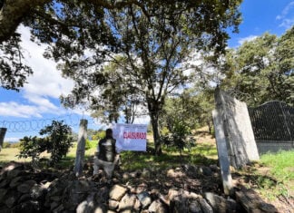 Profepa cracks down on illegal logging in Michoacán butterfly reserve illegal logging