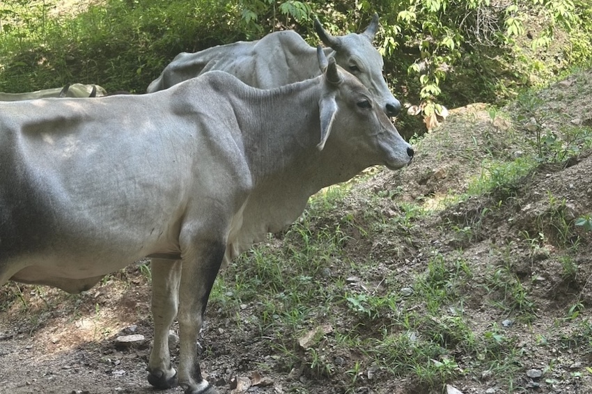 Two white cows