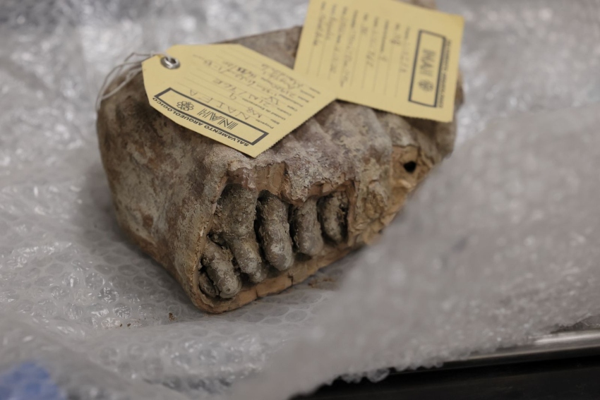 A tagged mammoth fossil