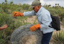 Ejido member in work gloves rolling up a coil of barbed wire that was removed from the Las Margaritas ejido in Wirikuta.