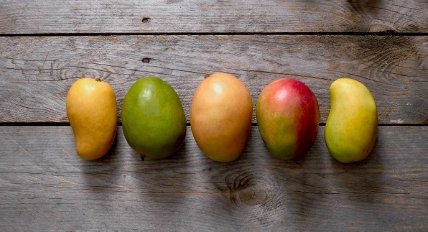 Selection of Mexican mangos