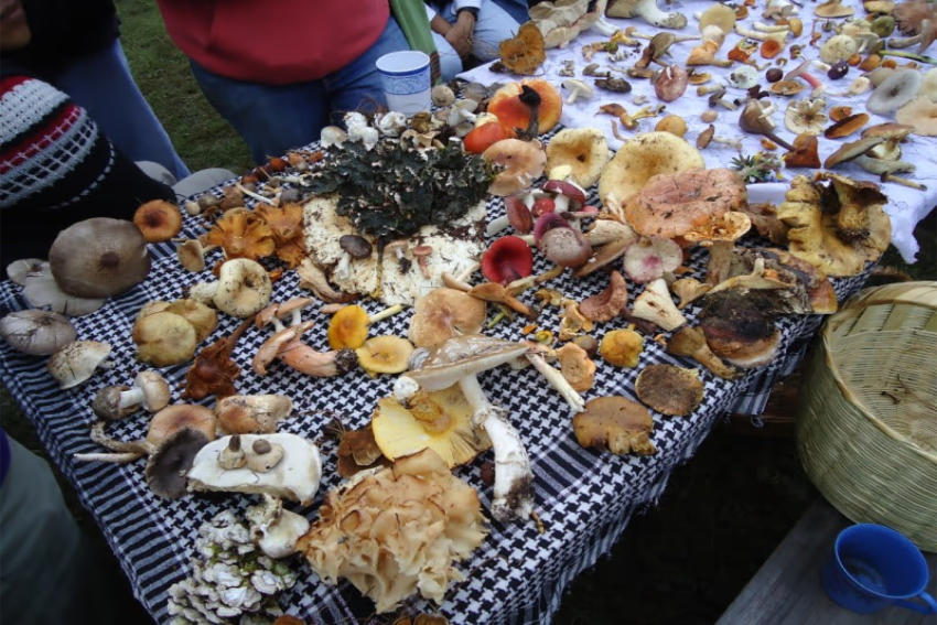 A table covered with a black and white checkered cloth displays a large, diverse collection of freshly foraged wild mushrooms of different colors, shapes, and sizes from Mexico. The varieties include various brown, white, yellow, and reddish-capped species.