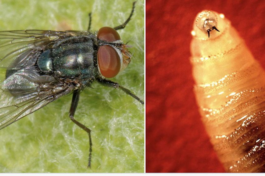 Screworm fly and larvae