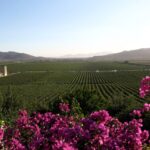 Valle de Guadalupe