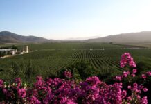 Valle de Guadalupe