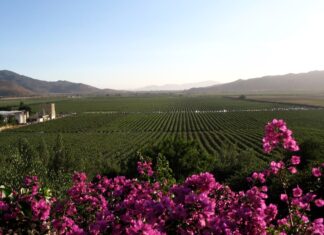 Valle de Guadalupe