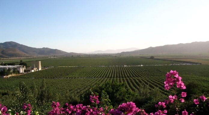 Valle de Guadalupe