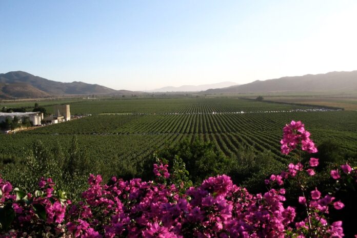 Valle de Guadalupe