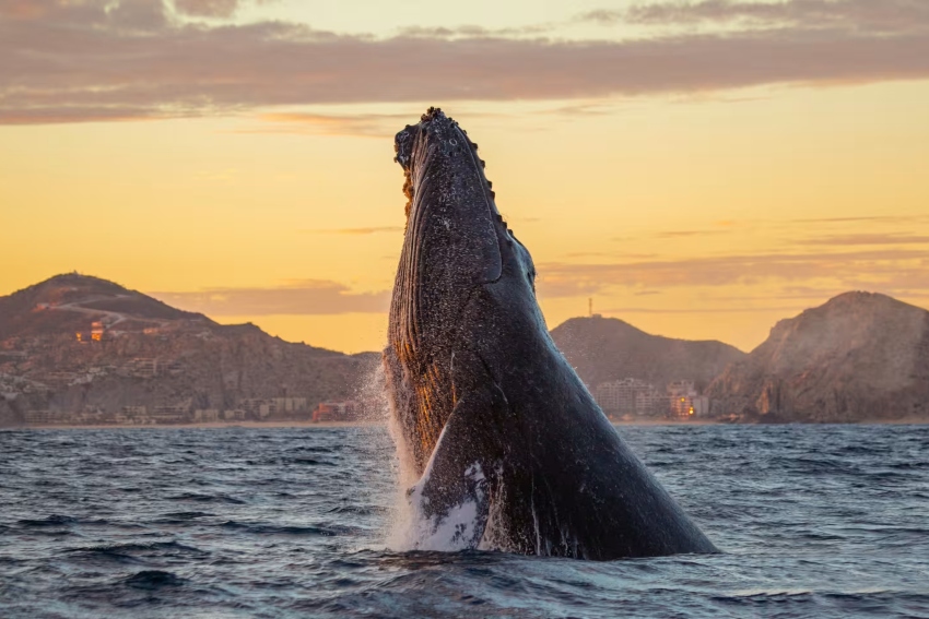 Humpback whale breaching in Los Cabos