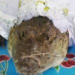 A small caiman or crocodile wearing a white bridal veil with a string tying its snout closed