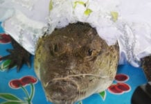 A small caiman or crocodile wearing a white bridal veil with a string tying its snout closed