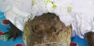 A small caiman or crocodile wearing a white bridal veil with a string tying its snout closed