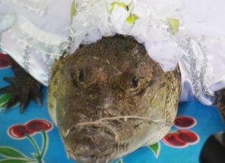 A small caiman or crocodile wearing a white bridal veil with a string tying its snout closed