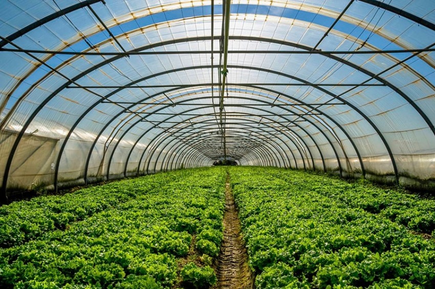 greenhouse in Mexico