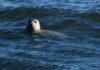 A Pacific harbor seal
