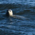 Pacific harbor seals vanishing from Baja California waters, study finds A Pacific harbor seal