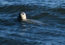 A Pacific harbor seal