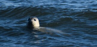 A Pacific harbor seal