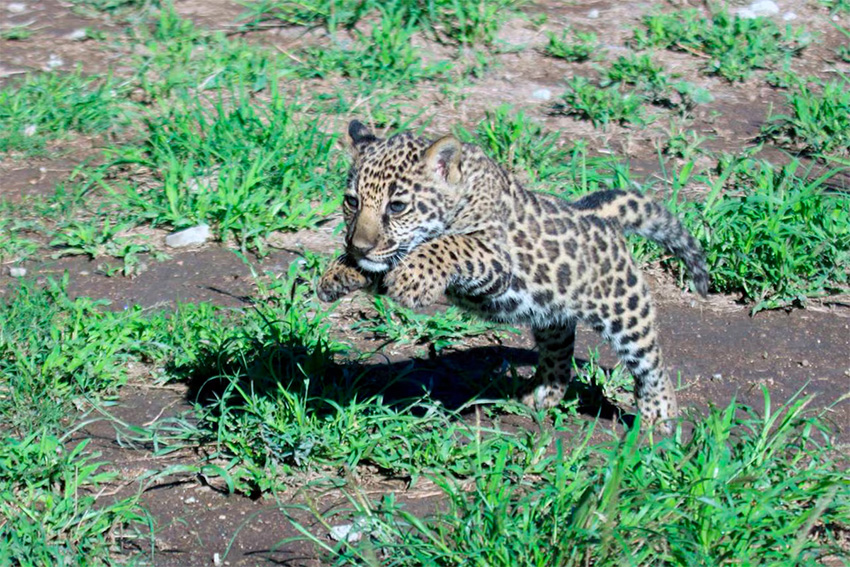 A babe jaguar cub bounds done abbreviated grass