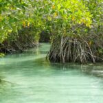 A narrow, clear, turquoise-green waterway winding through a dense mangrove forest, with the distinctive aerial roots of the mangrove trees visible along the banks.