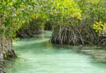 A narrow, clear, turquoise-green waterway winding through a dense mangrove forest, with the distinctive aerial roots of the mangrove trees visible along the banks.