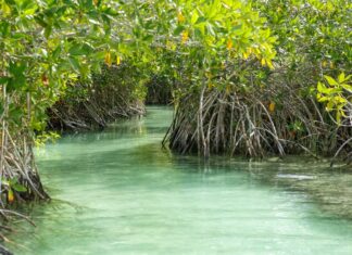 A narrow, clear, turquoise-green waterway winding through a dense mangrove forest, with the distinctive aerial roots of the mangrove trees visible along the banks.