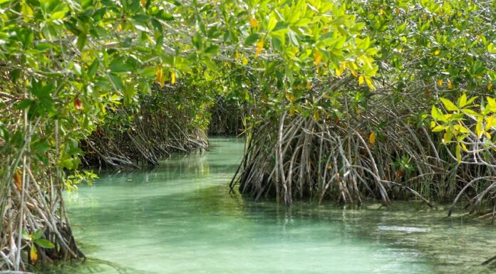 A narrow, clear, turquoise-green waterway winding through a dense mangrove forest, with the distinctive aerial roots of the mangrove trees visible along the banks.