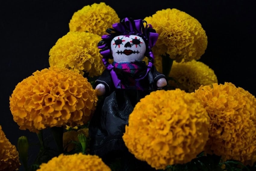 cempasúchil flowers