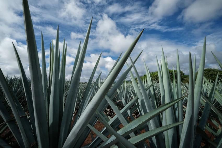 Agave fields in Jalisco