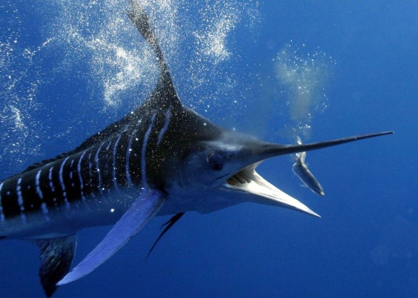 striped marlin going for bait in Los Cabos